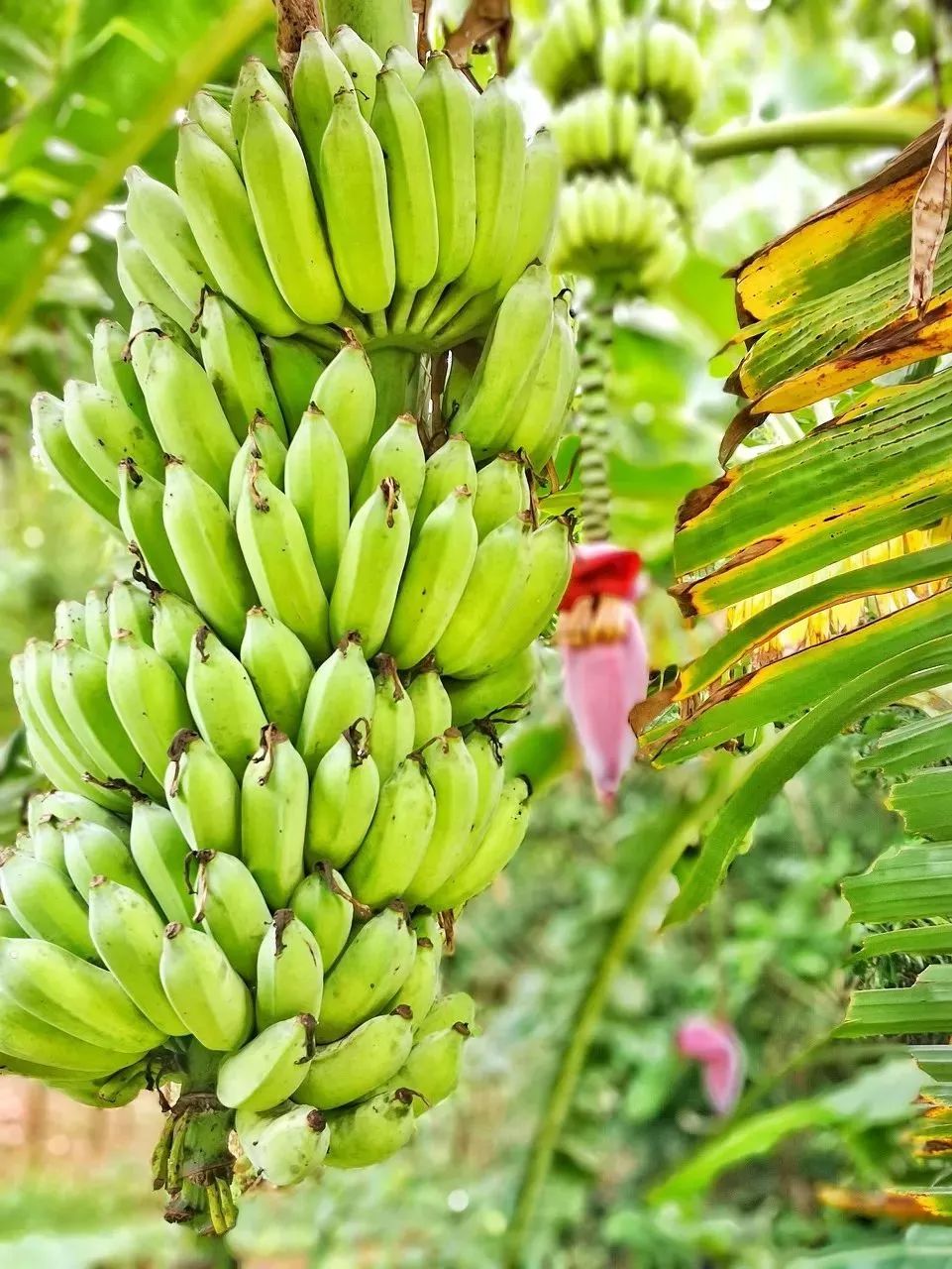 距海南仅20km，这个处女地比台湾风情、比三亚便宜，你错过了吗？