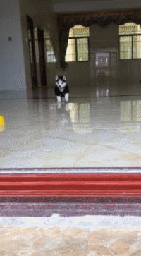 狗狗的宝宝,狗狗的宝宝日常