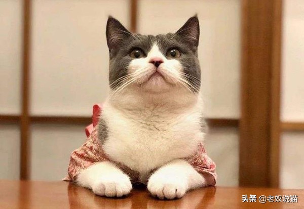 养猫能改善抑郁症，这是真的吗？