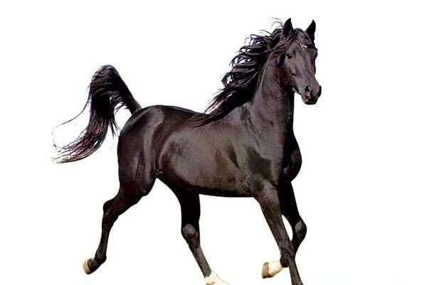 赵云三国名马排行,三国十大名马马超的马