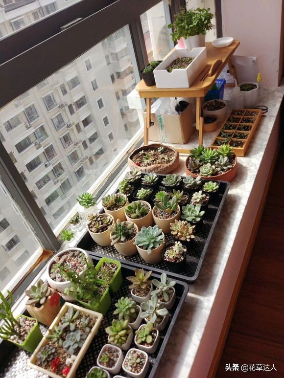 药锦多肉还养得活不,夏天多肉怎么养才能活