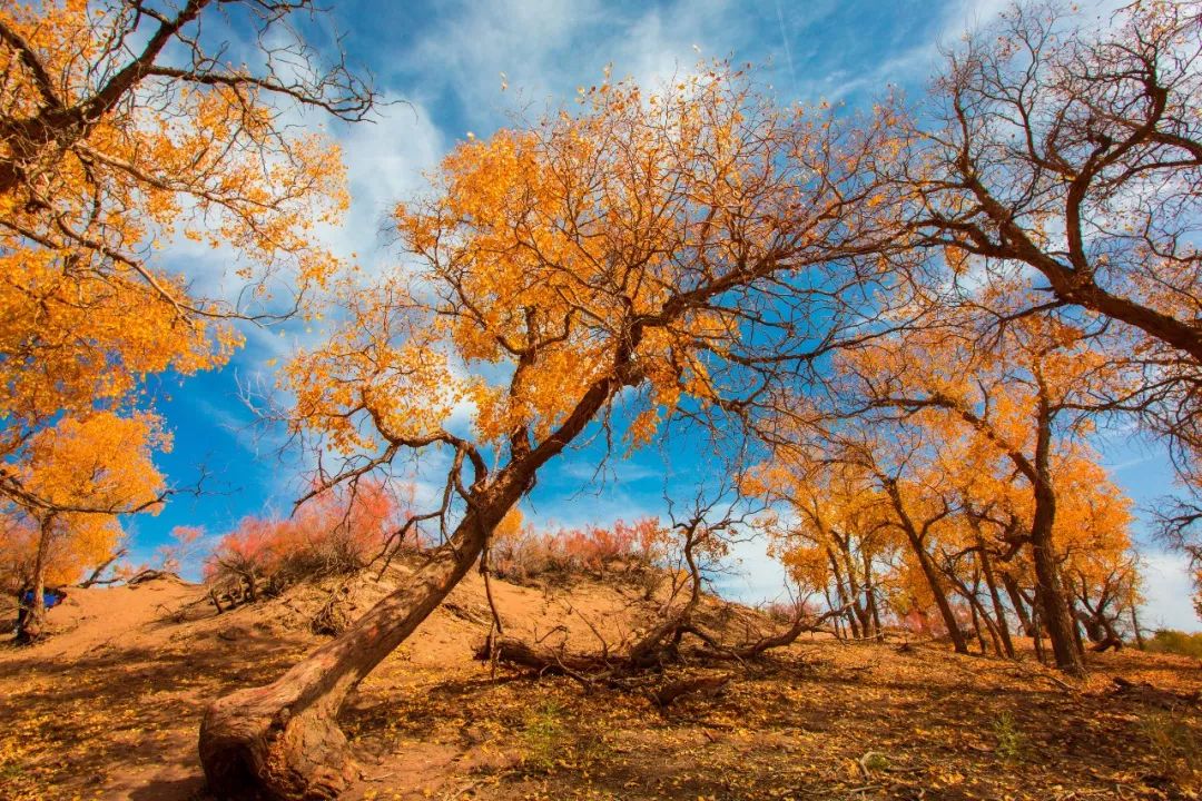 额济纳戈壁滩记录,额济纳戈壁滩沙漠