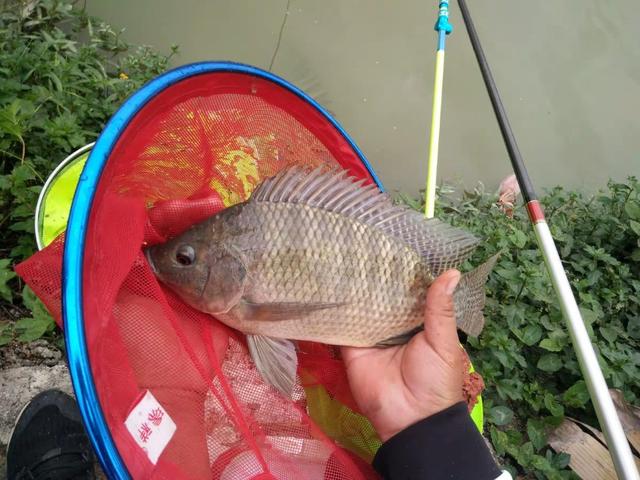 咸水罗非和淡水罗非是一种吗,咸水罗非比淡水罗非长得快吗