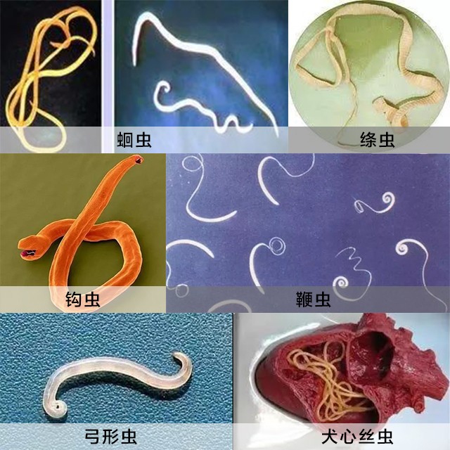 狗狗拉出一条蛔虫肚子里还会有吗,狗狗粪便拉出来会动的虫子