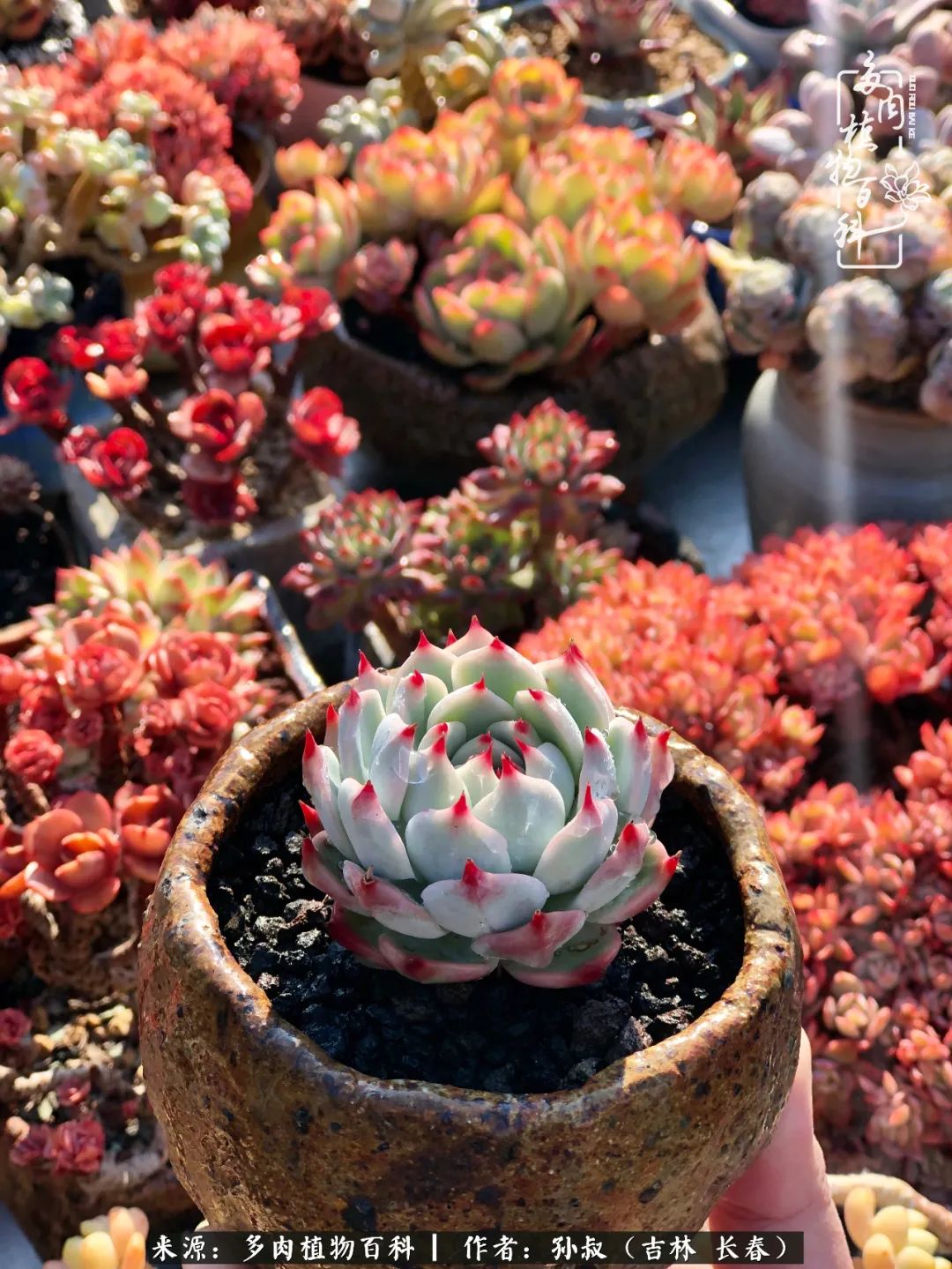 与多肉一起成长,与多肉相伴