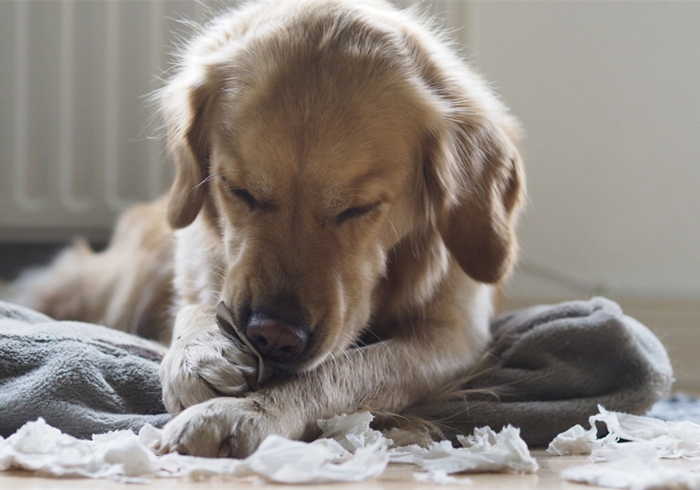 狗狗蛀牙看似轻微却暗藏隐患！鼻窦炎、脑膜炎等问题不容小视