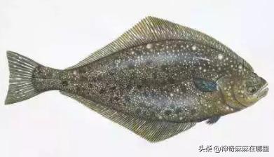 什么鱼dha含量高适合小孩子吃,给孩子吃dha含量高的鱼有哪些