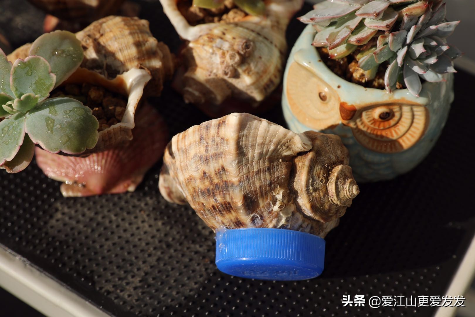 多肉海螺贝壳手工,生蚝壳做多肉盆