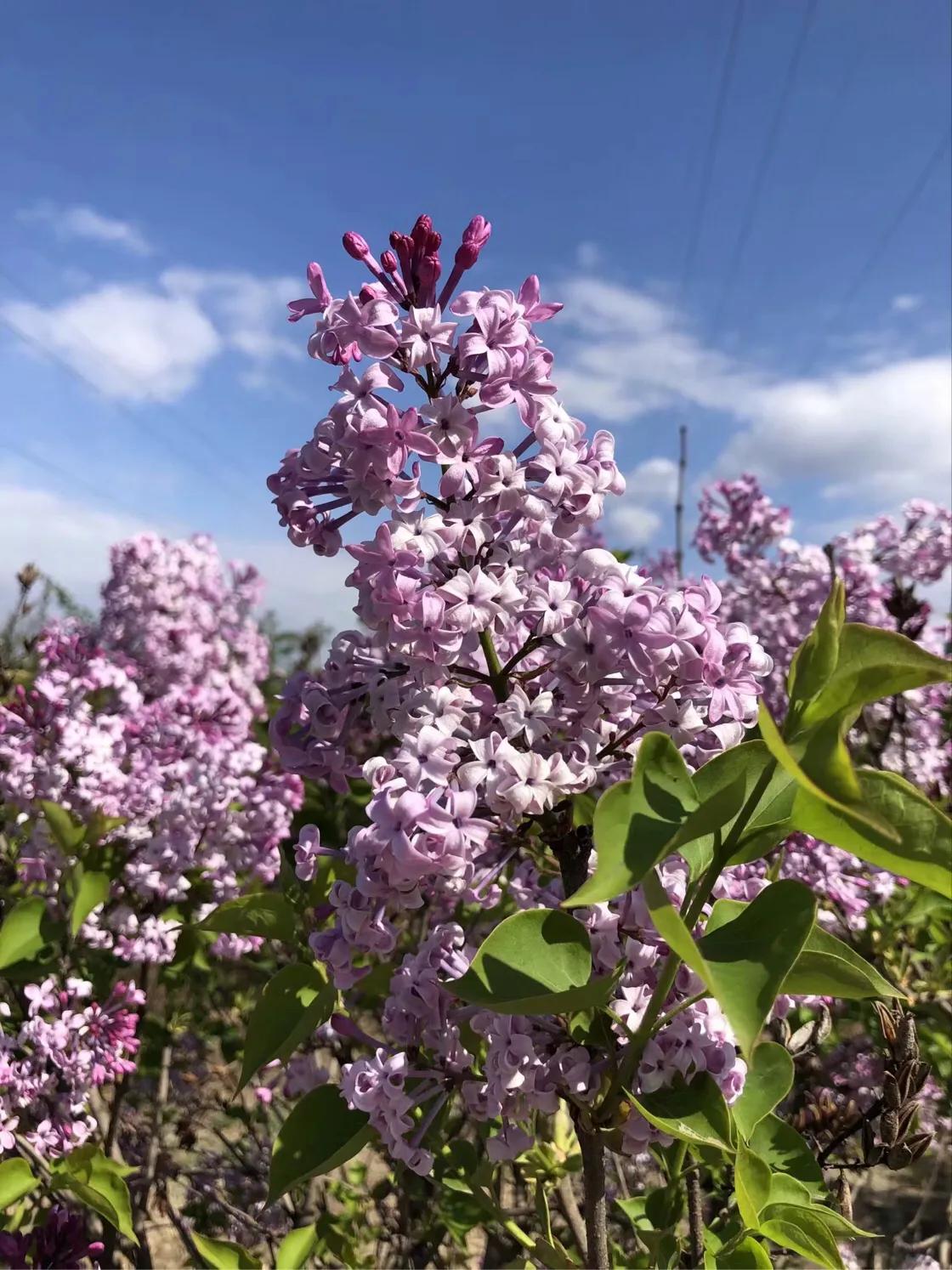 （原创）遵化醉美健身休闲地——沙河