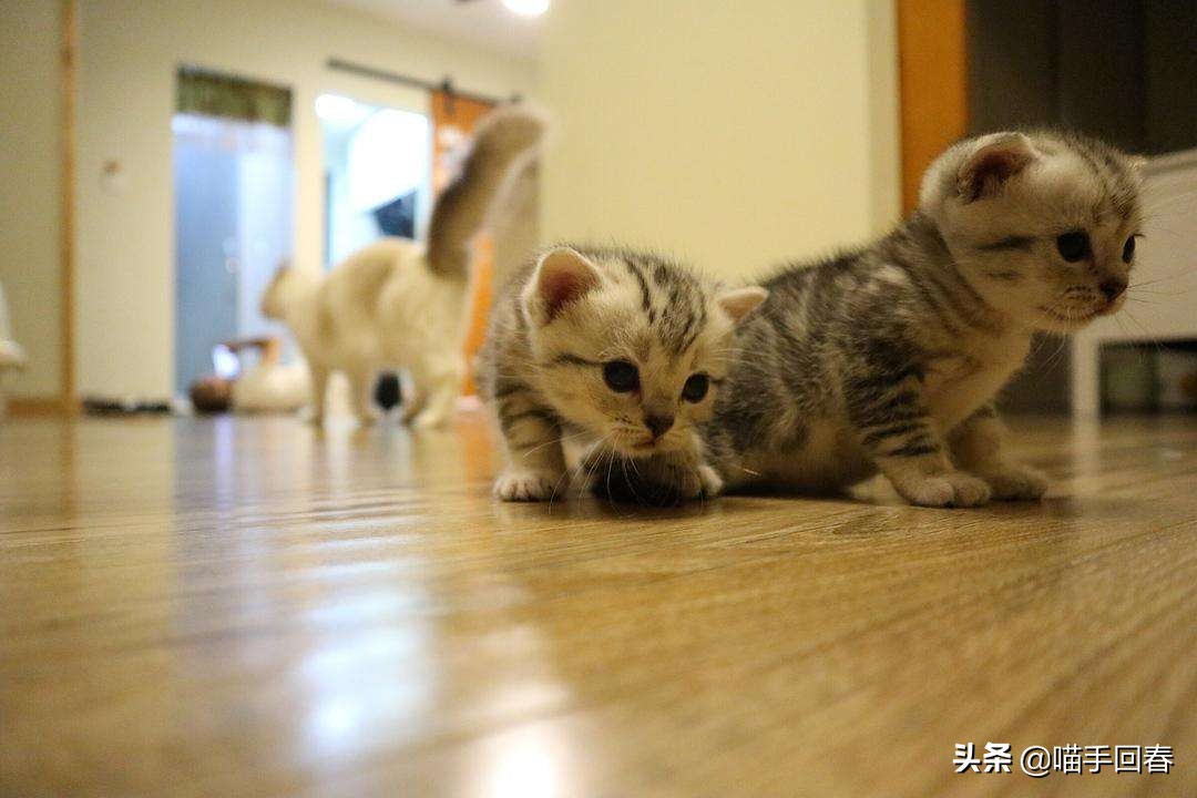 猫难产怎么挽救,猫难产是什么原因造成的