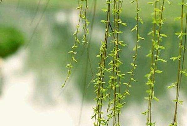 涨知识：古代没有肥皂牙膏等洗漱用品他们都怎么办了？