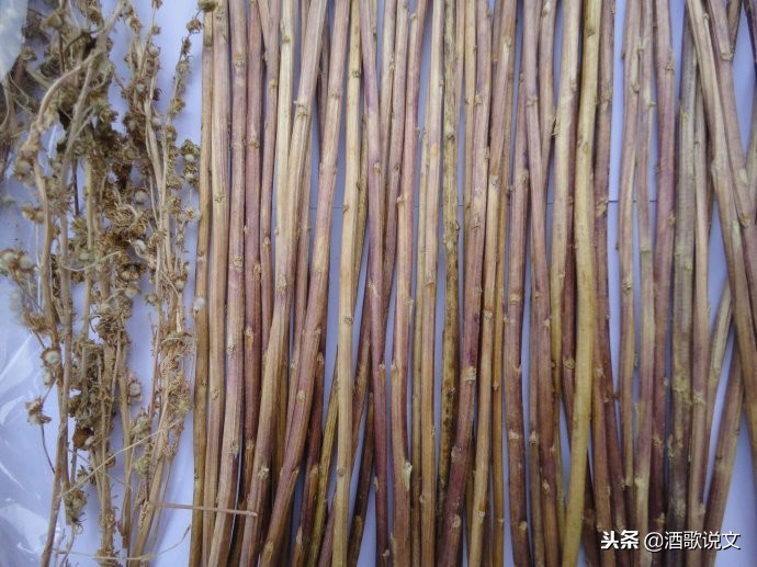 曾仕强50根蓍草算卦演示,蓍草占卜法四种结果