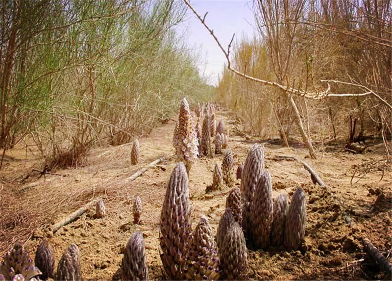*疆新**沙漠有种昂贵的植物，开花像一座小宝塔，寄生在红柳根部