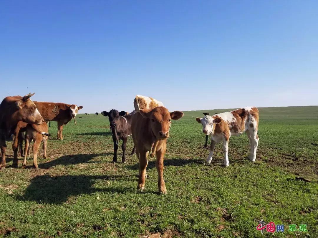 牛粪也能做成美食,内蒙古的牛粪真的是清香的吗