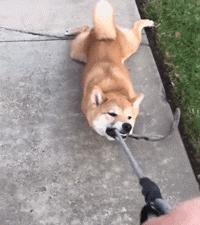 遛完狗狗不回家,狗狗遛完不肯回家怎么办