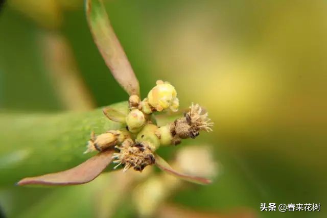 光棍树养殖方法,招财光棍树怎么样扦插