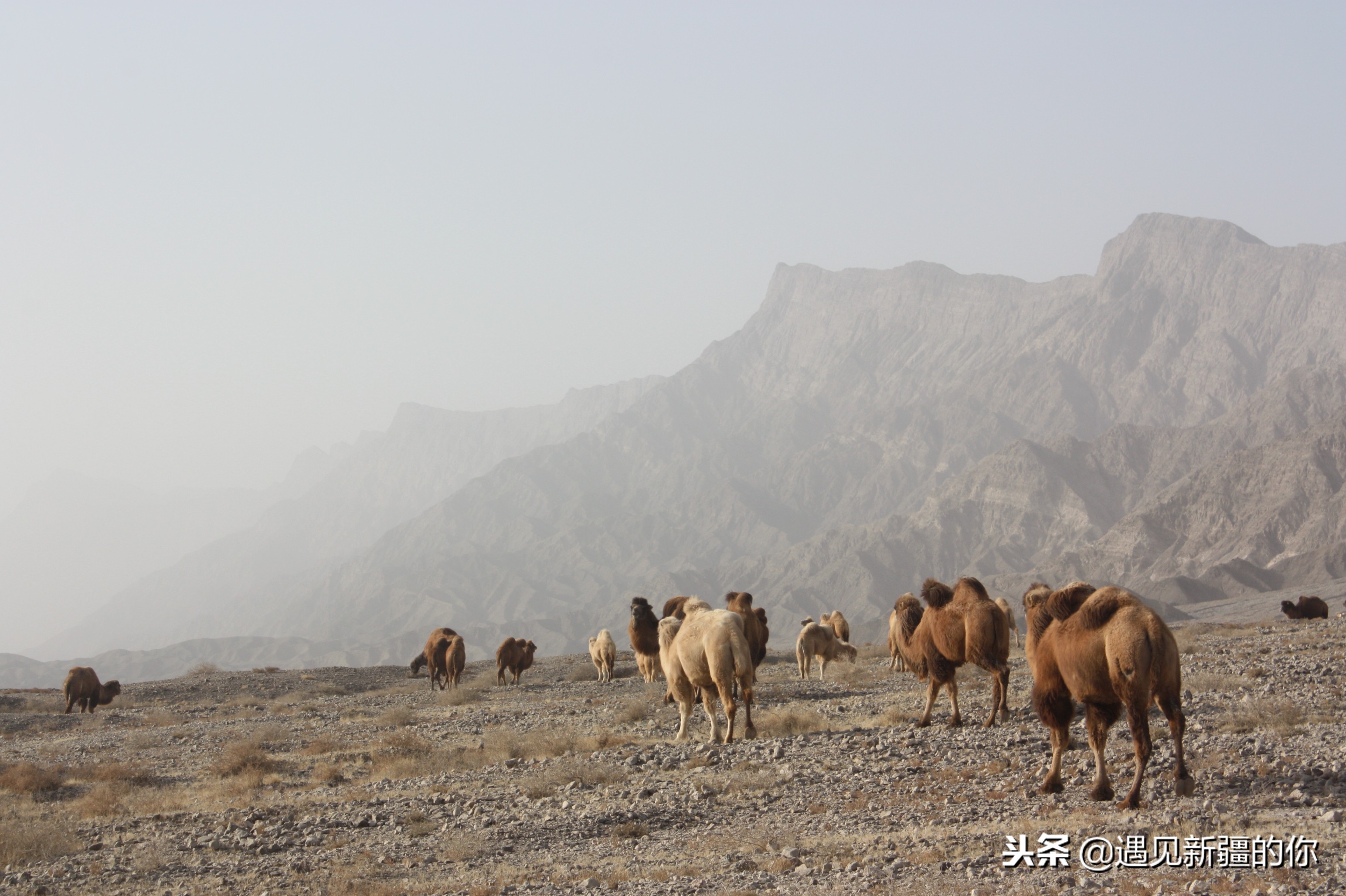 *疆新**天山南麓的一个山区产一种奶，受到游客的追捧千万别错过