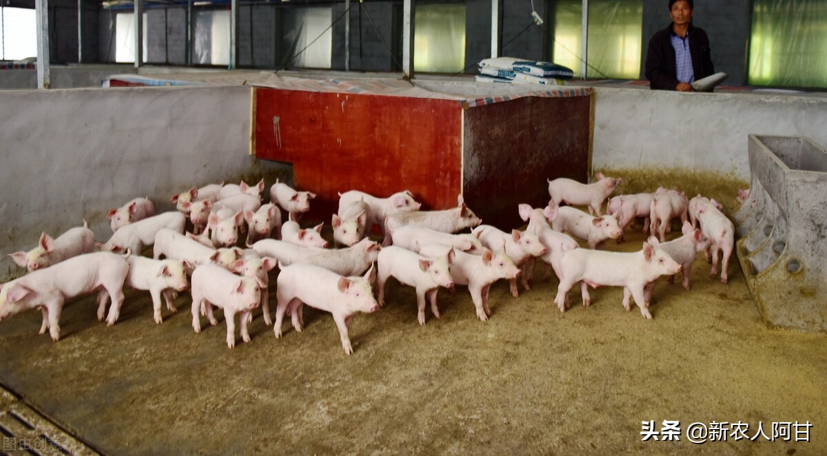 自繁仔猪的养殖方法,自繁自养仔猪免疫程序表