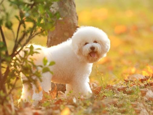 世上最罕见的狗品种图片,全世界狗品种视频