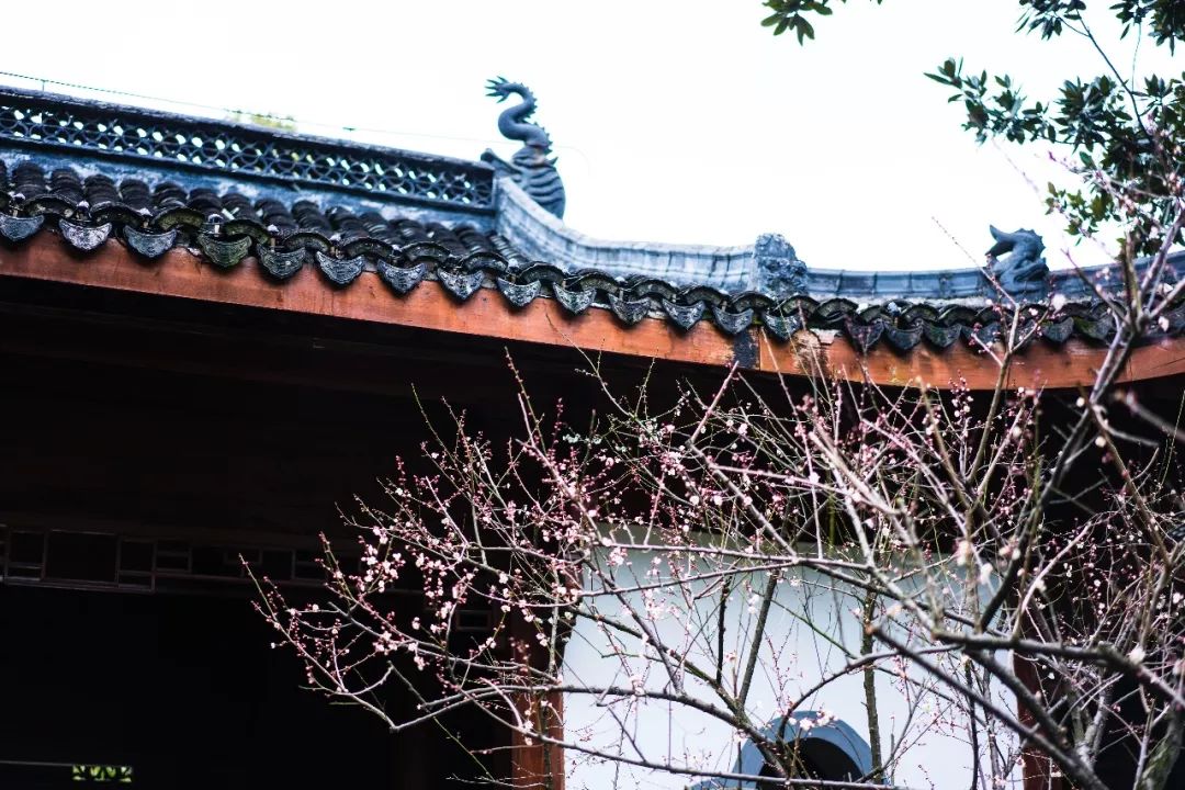 江南三大梅园,杭州江南三大梅花