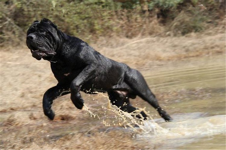 中国什么品种的卡斯罗好,狗卡斯罗品种大全及图片