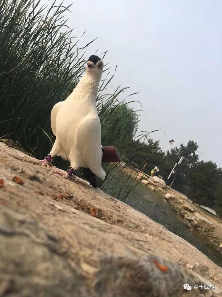 赊店鸽事之四鸽王末路