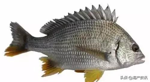 海洋科普世界上都有什么鱼,十种受欢迎的海鲜鱼类