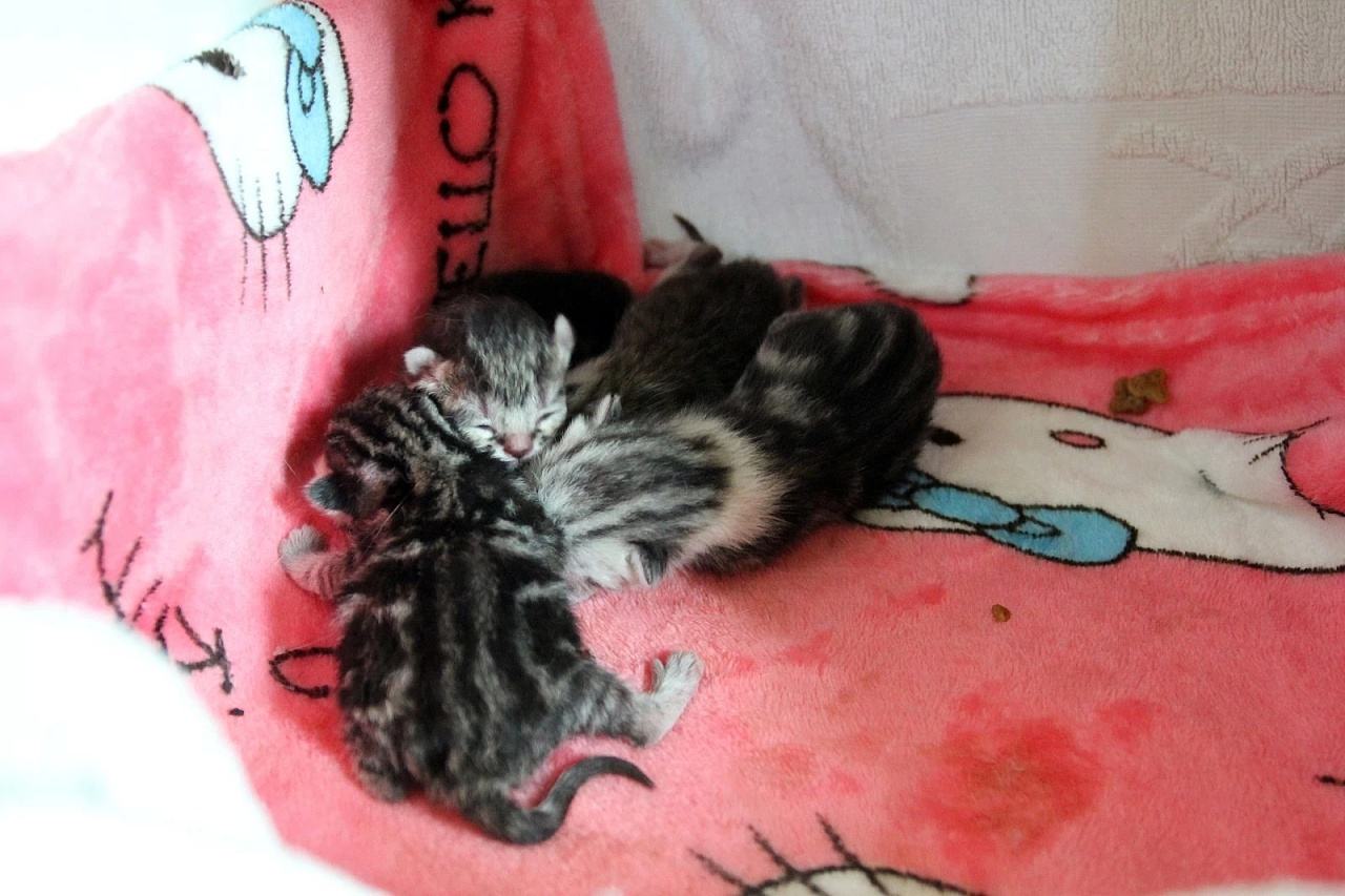 主人怀孕狗狗注意事项,孕犬产前注意事项