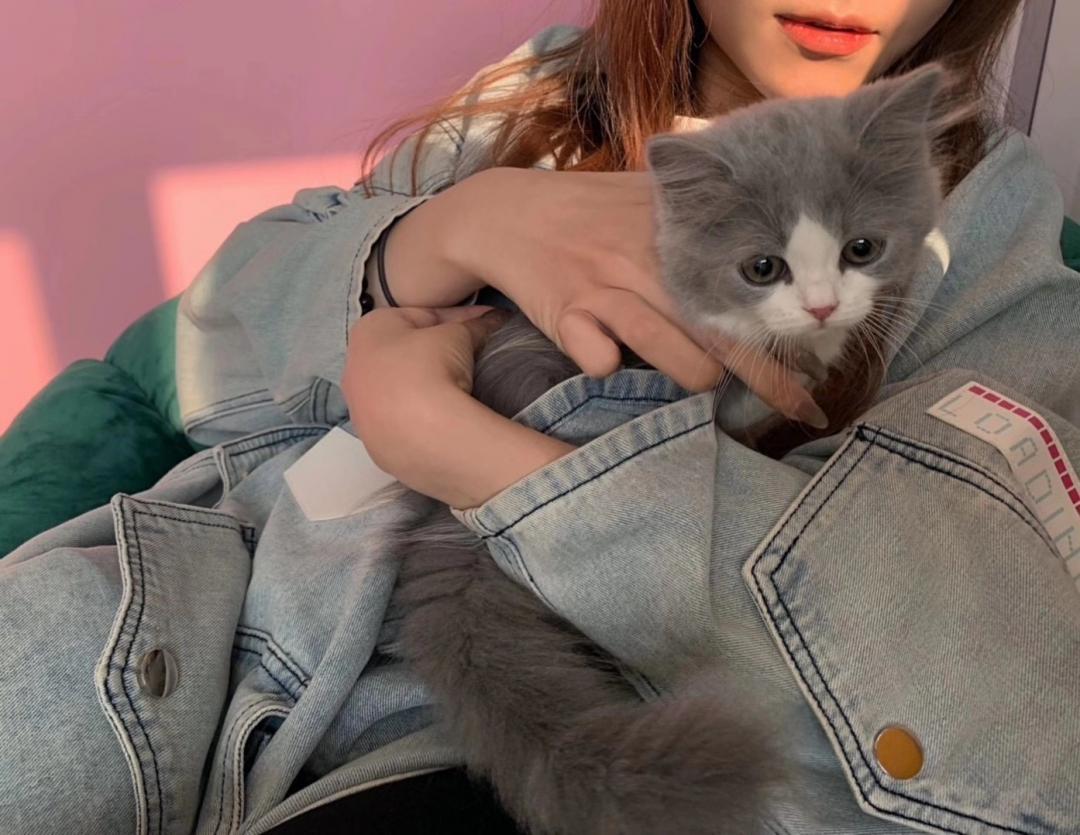 秦皇岛这只网红猫日常“巡逻”你见过吗？岛上还有这些撸猫好去处~