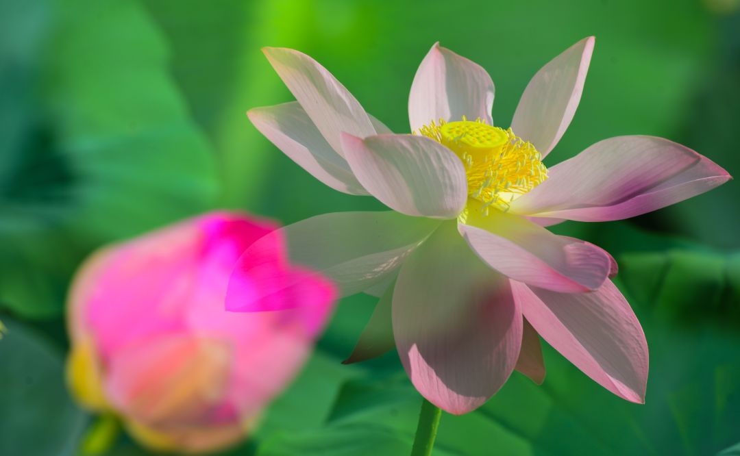 夏季最美荷花在哪里,山东最漂亮的荷花