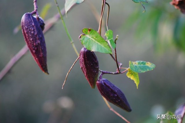这些花,当年种当年轻松变花墙,好看还好养!