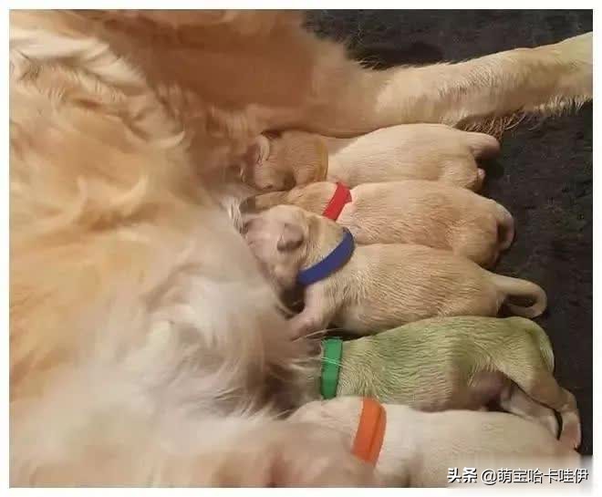金毛生了个黑色小狗,金毛生一只崽