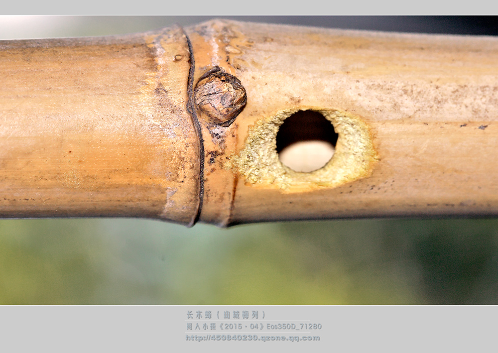 鎽勫奖绔瑰瓙鍥剧墖娆ｈ祻,鎽勫奖绔瑰瓙楂樻竻鍥剧墖