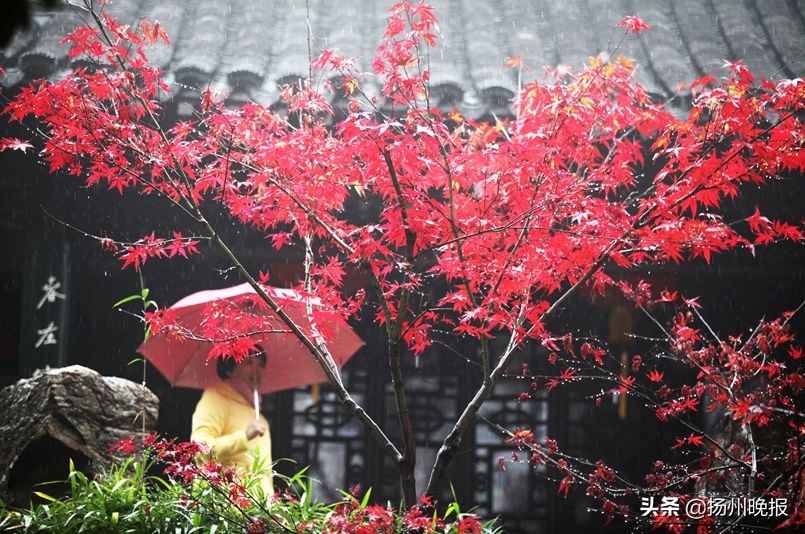 2018年冬天扬州赏花攻略,扬州11月秋景打卡地