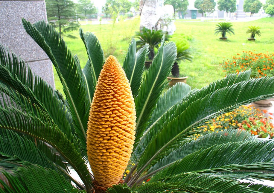 苏铁蕨与苏铁有什么区别,苏铁蕨的生长条件