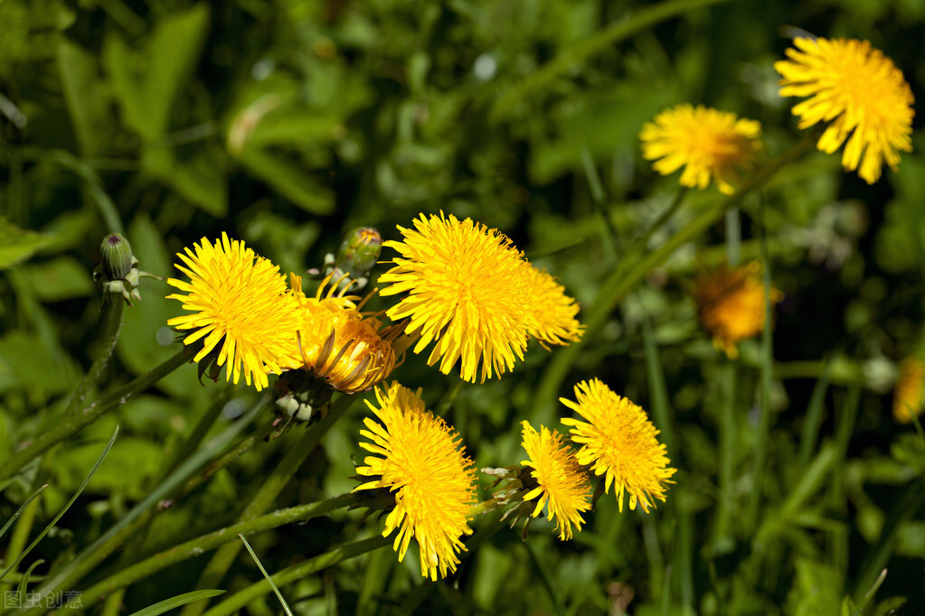 1月至12月生日花的花语,什么花语是祝福生日快乐的花