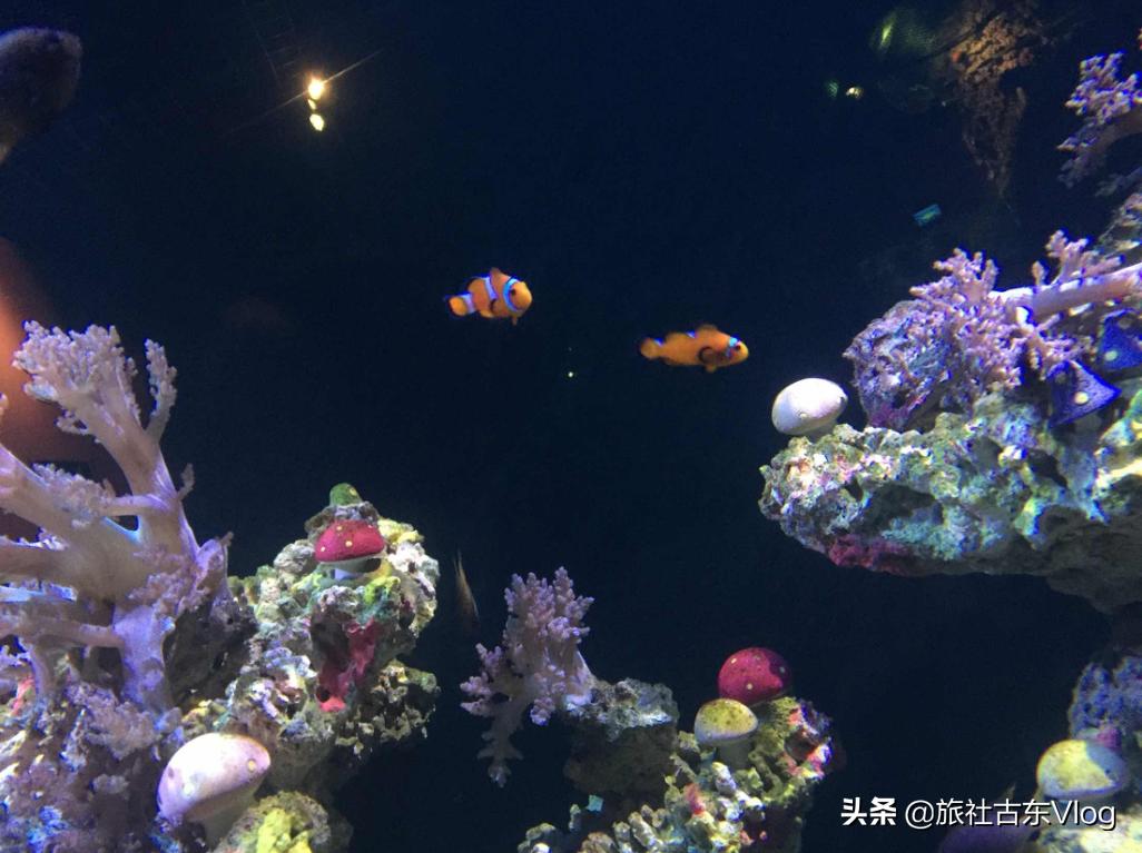 成都海昌极地海洋馆动物表演时间,武汉海昌极地海洋世界动物