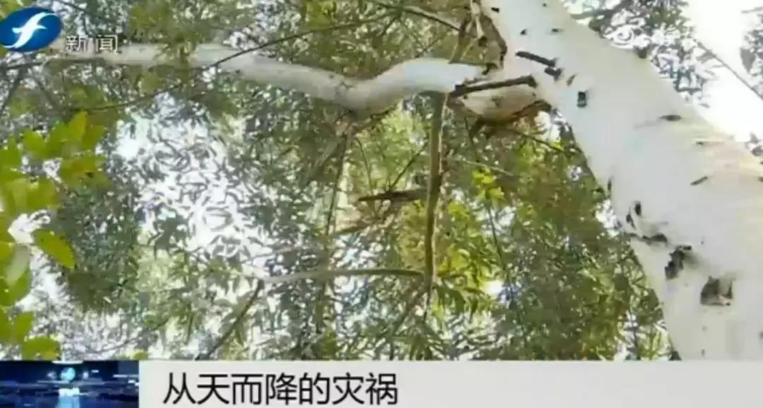 好险|大爷公园散步，硕大枝条垂直戳下，再偏毫厘后果不敢想！