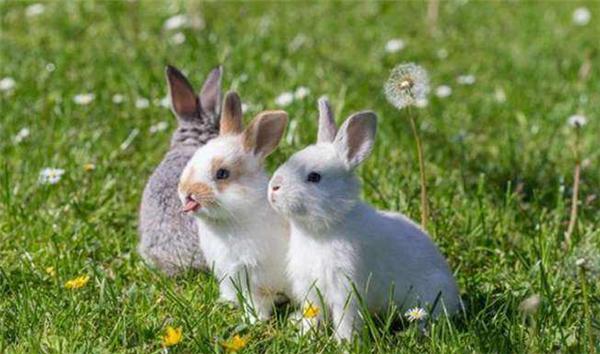 为解决澳洲泛滥成灾的兔子,直接出动轰炸机,四川人:暴殄天物