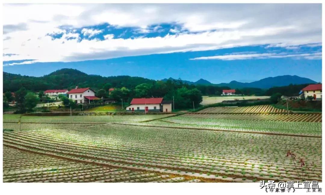 松子榛子,榛子东北榛子