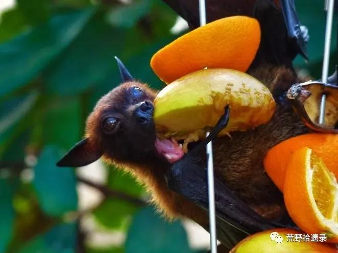 为什么不把蝙蝠除掉,蝙蝠带病毒为啥不把蝙蝠给灭绝