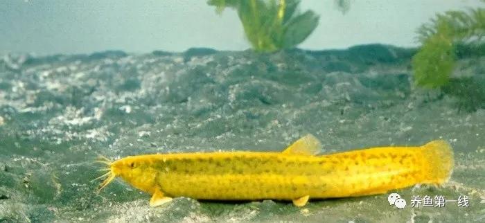 十种常见的水生动物,鳅科动物图片