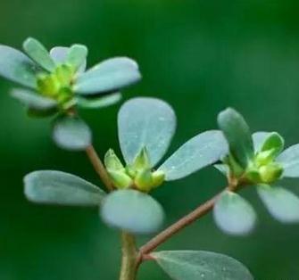 忆清明祖辈给我们留下了什么?