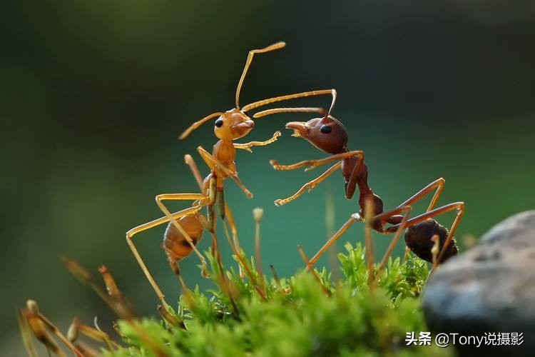 vivo手机微距拍摄技巧,手机微距拍摄技巧视频教程