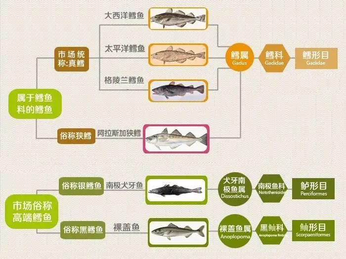 银鳕鱼和油鳕鱼有何区别,银鳕鱼和鳕鱼的营养区别