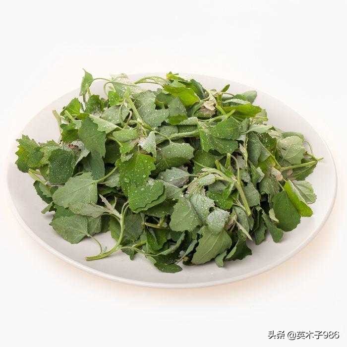 补贫血野菜有哪些,青青菜野菜能补血吗