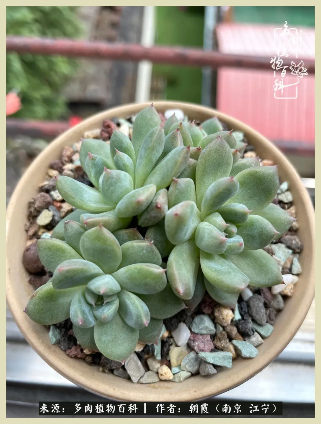 多肉最美的飘枝品种,多肉最美老桩