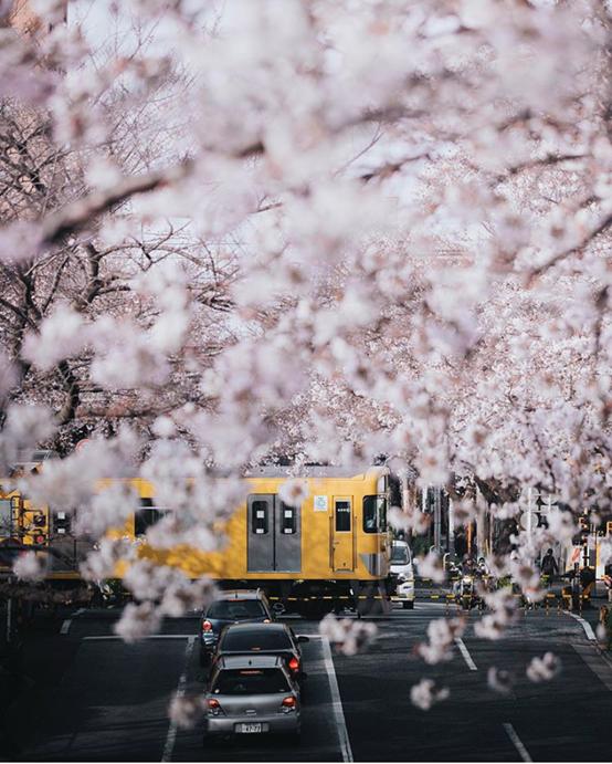 是心动啊，樱樱樱樱樱樱樱樱樱