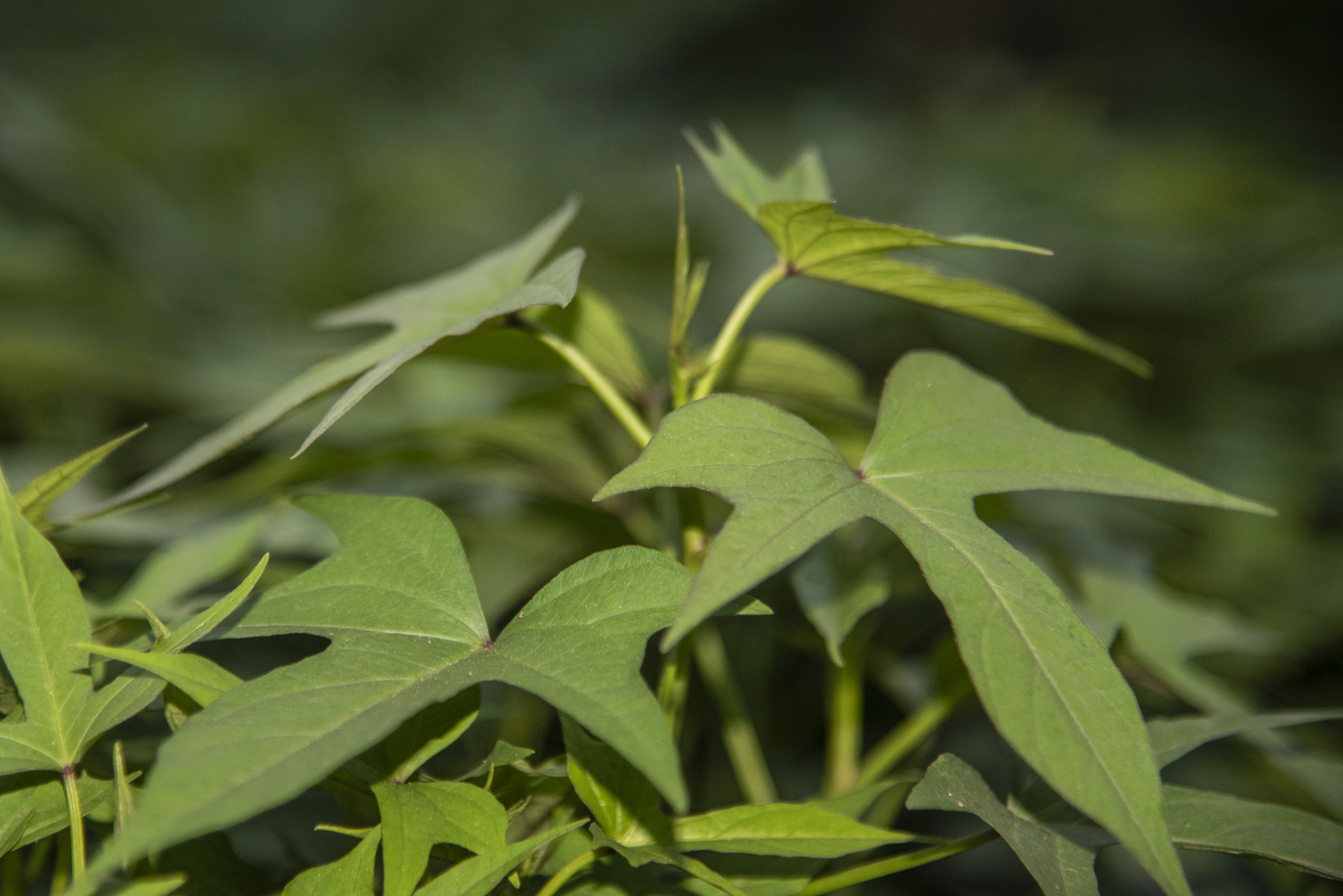 内置闪光灯和外置闪光灯拍摄效果,摄影中的闪光灯怎么玩