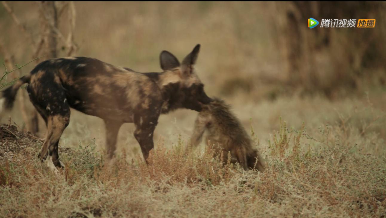 《王朝》详述杂*狼色**女儿居然对母亲六亲不认？